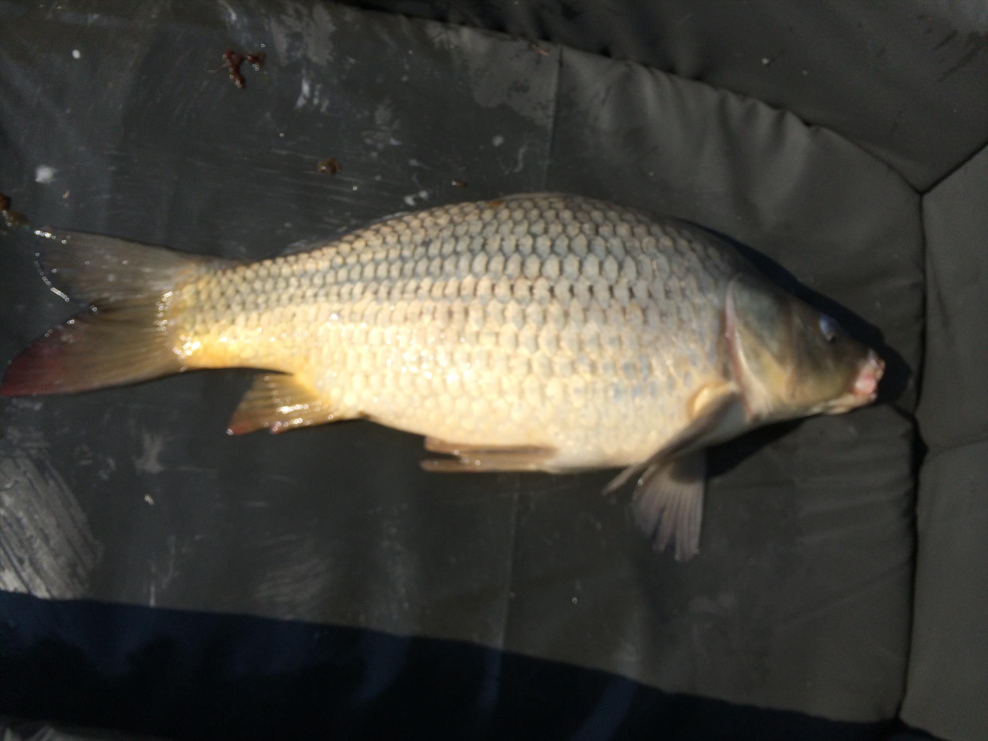 Moara Vlasiei 2 29 - 29 mar. - photo-2.JPG